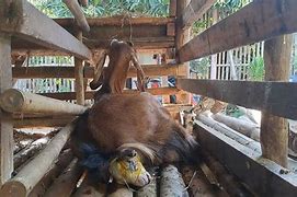 Kambing Melahirkan Kambing Melahirkan